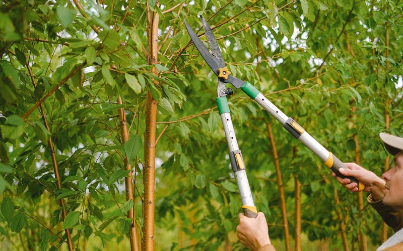 Tree trimming in Sublimity, OR